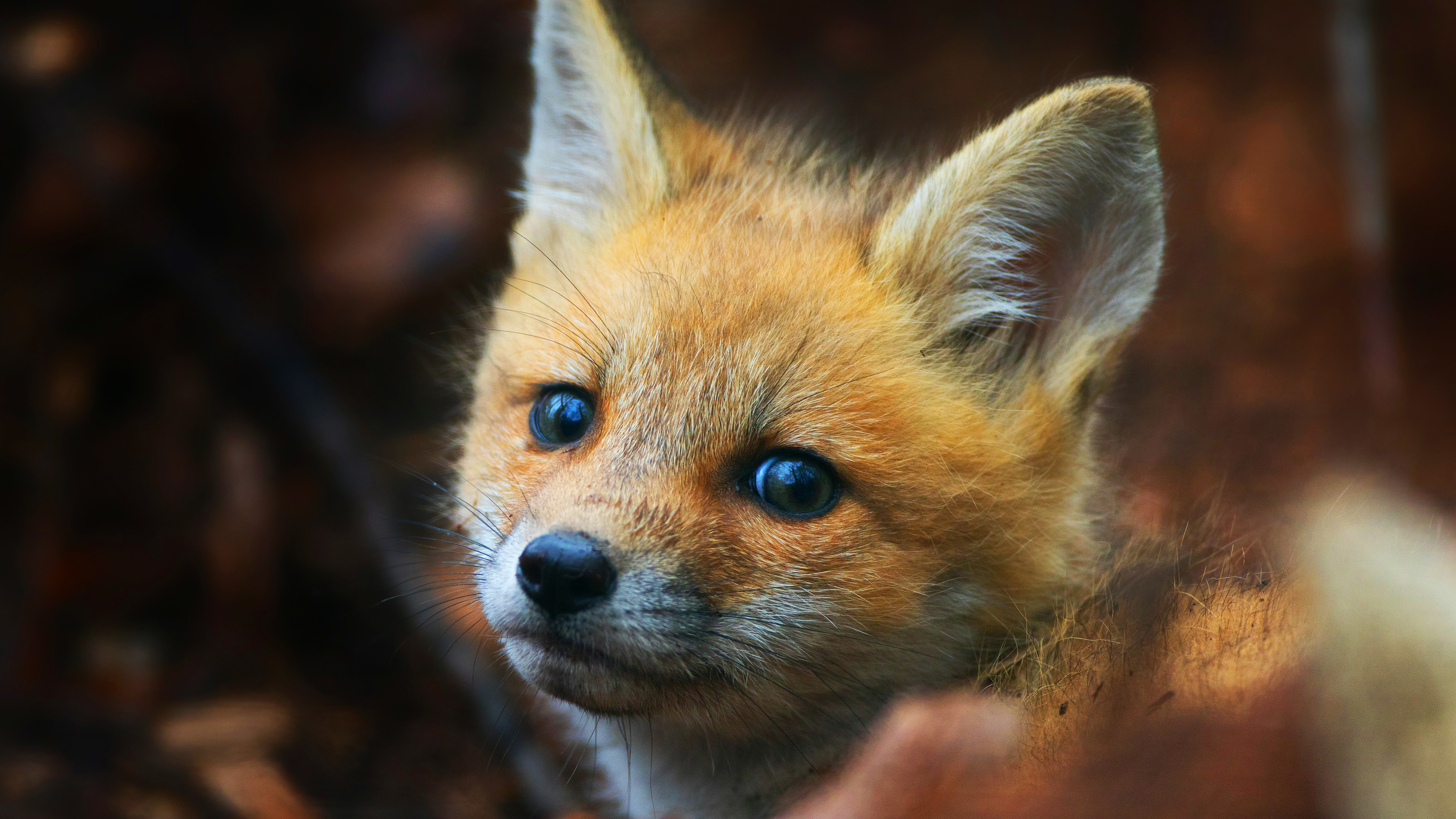 100 Baby Fox Wallpapers  Wallpaperscom