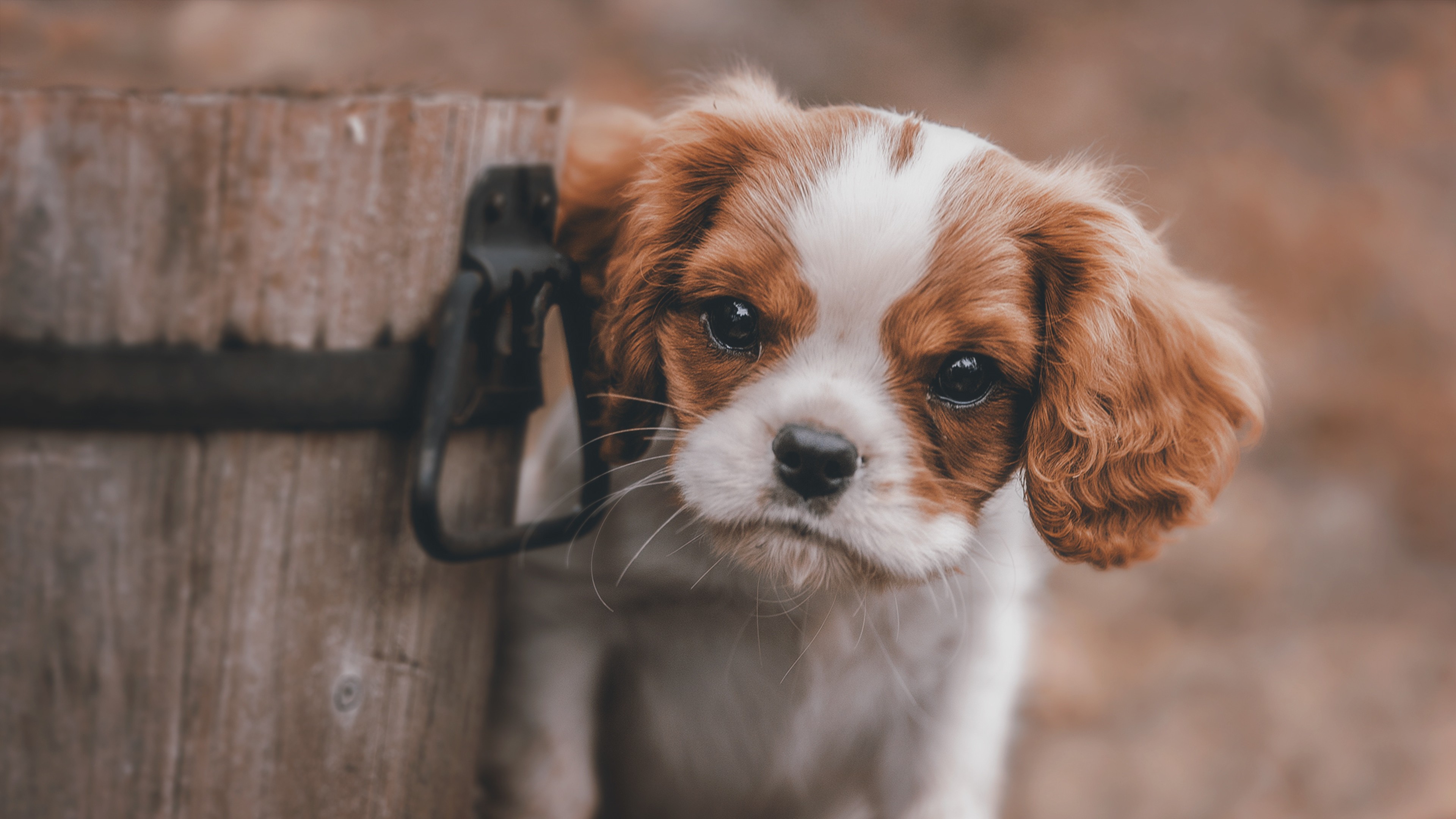 Cute Puppy 4k dog wallpapers, cute wallpapers, animals wallpapers