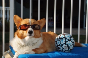 dog ball sunglasses beach lie 4k 1542241742 300x200 - dog, ball, sunglasses, beach, lie 4k - Sunglasses, Dog, Ball