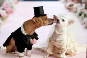 dog couple wedding dress 4k 1542242573 300x200 - dog, couple, wedding, dress 4k - Wedding, Dog, Couple