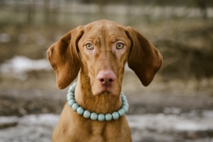 dog muzzle collar necklace 4k 1542243027 300x200 - dog, muzzle, collar, necklace 4k - muzzle, Dog, collar