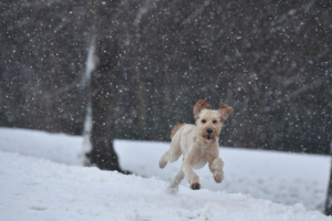 dog running in a snow 1542238571 300x200 - Dog Running In A Snow - hd-wallpapers, dogs wallpapers, animals wallpapers, 4k-wallpapers