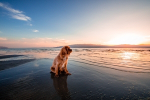 dog sea sitting shore 4k 1542242437 300x200 - dog, sea, sitting, shore 4k - Sitting, Sea, Dog