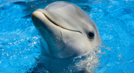 dolphin cute 1542237659 272x150 - Dolphin Cute - dophin wallpapers, cute wallpapers, animals wallpapers
