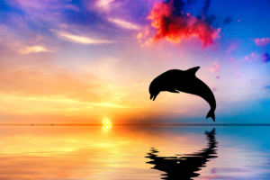 dolphin jumping out of water sunset view 4k 1542238884 300x200 - Dolphin Jumping Out Of Water Sunset View 4k - sunset wallpapers, ocean wallpapers, jump wallpapers, hd-wallpapers, fish wallpapers, dolphin wallpapers, 4k-wallpapers