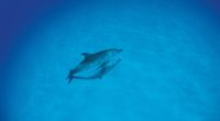 dolphins love ocean 4k 1542242113 200x110 - dolphins, love, ocean 4k - Ocean, Love, Dolphins