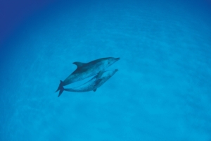 dolphins love ocean 4k 1542242113 300x200 - dolphins, love, ocean 4k - Ocean, Love, Dolphins