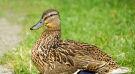 duck bird grass feathers 4k 1542241674 272x150 - duck, bird, grass, feathers 4k - Grass, duck, Bird