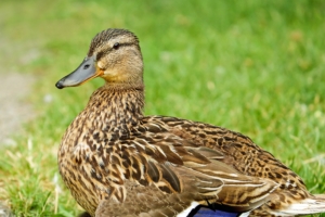 duck bird grass feathers 4k 1542241674 300x200 - duck, bird, grass, feathers 4k - Grass, duck, Bird