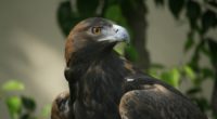 eagle beak eyes bird predator 4k 1542241806 200x110 - eagle, beak, eyes, bird, predator 4k - Eyes, Eagle, beak