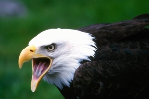 eagle bird cry beak 4k 1542242388 300x200 - eagle, bird, cry, beak 4k - Eagle, Cry, Bird