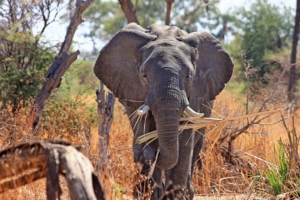 elephant safari africa trunk 4k 1542242851 300x200 - elephant, safari, africa, trunk 4k - safari, elephant, Africa