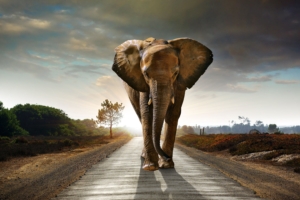 elephant walking on the road hdr 4k 1542238569 300x200 - Elephant Walking On The Road Hdr 4k - walking wallpapers, road wallpapers, hd-wallpapers, elephant wallpapers, animals wallpapers, 4k-wallpapers