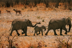elephants family walk sand rocks bushes 4k 1542242819 300x200 - elephants, family, walk, sand, rocks, bushes 4k - walk, Family, Elephants