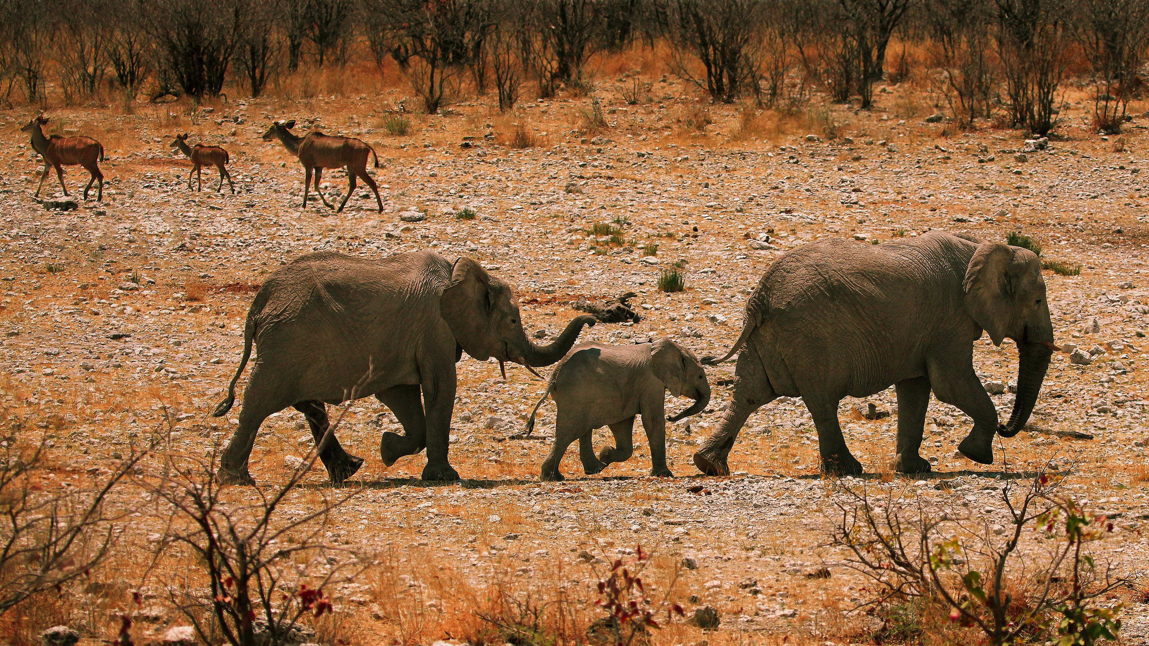 elephants family walk sand rocks bushes 4k 1542242819 - elephants, family, walk, sand, rocks, bushes 4k - walk, Family, Elephants