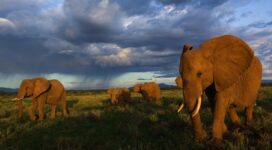 elephants walking 4k 1542237850 272x150 - Elephants Walking 4k - elephant wallpapers, animals wallpapers