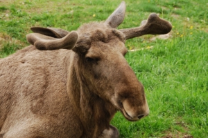 elk face lying grass 4k 1542242923 300x200 - elk, face, lying, grass 4k - Lying, Face, elk