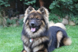 eurasier eurasian dog dog lies 4k 1542241488 300x200 - eurasier, eurasian dog, dog, lies 4k - eurasier, eurasian dog, Dog