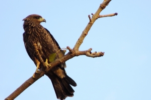 falcon eagle bird predator branch 4k 1542242728 300x200 - falcon, eagle, bird, predator, branch 4k - Falcon, Eagle, Bird