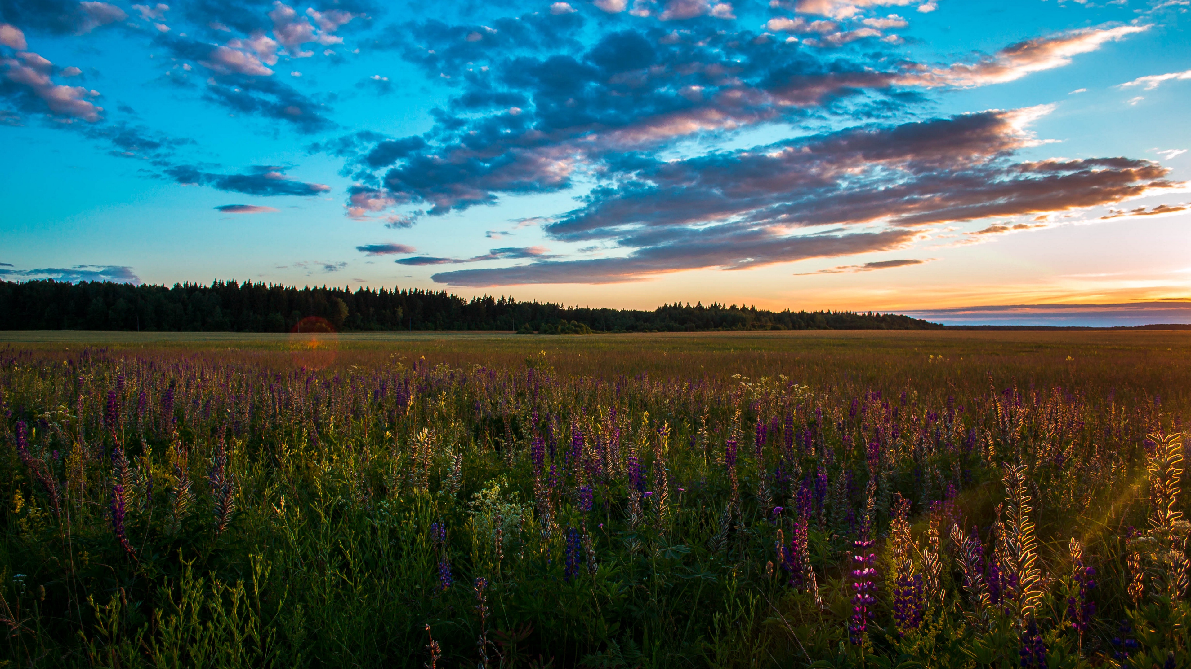 Field Grass Sky Summer Sunset 4k Sky Grass Field