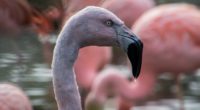 flamingo bird beak 4k 1542242960 200x110 - flamingo, bird, beak 4k - flamingo, Bird, beak