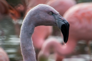 flamingo bird beak 4k 1542242960 300x200 - flamingo, bird, beak 4k - flamingo, Bird, beak