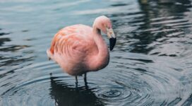 flamingo bird water 4k 1542241497 272x150 - flamingo, bird, water 4k - Water, flamingo, Bird