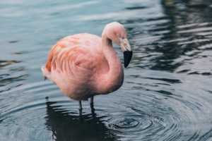 flamingo bird water 4k 1542241497 300x200 - flamingo, bird, water 4k - Water, flamingo, Bird