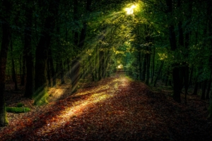 forest autumn path sunlight 4k 1541117442 300x200 - forest, autumn, path, sunlight 4k - path, Forest, Autumn