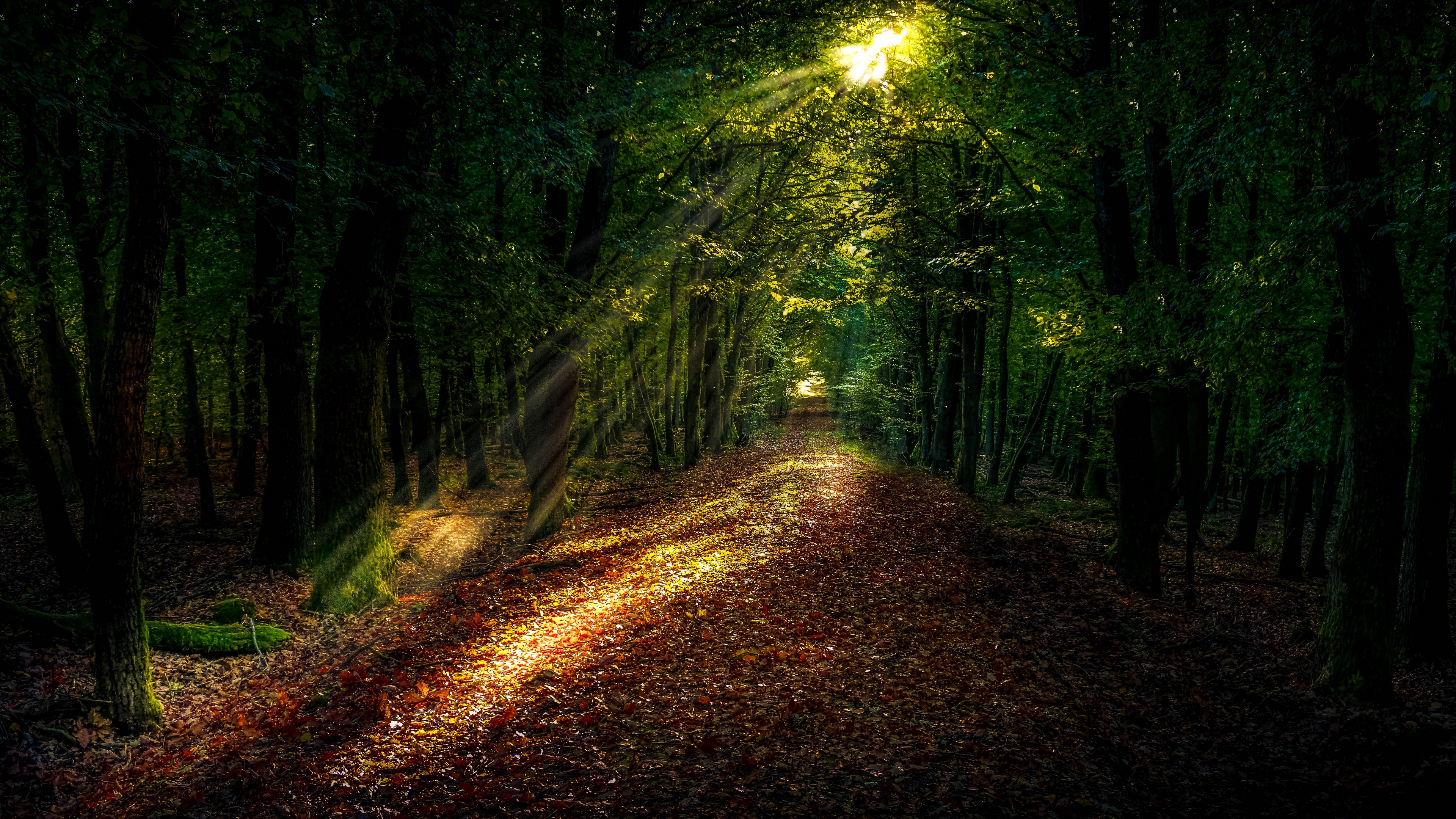 forest, autumn, path, sunlight 4k path, Forest, Autumn
