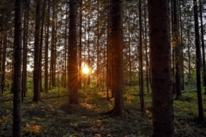 forest sunlight trees rays sunset 4k 1541117272 300x200 - forest, sunlight, trees, rays, sunset 4k - Trees, Sunlight, Forest