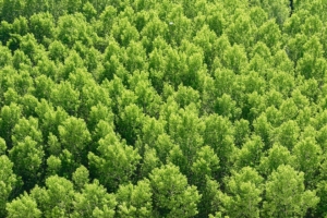forest trees view from above 4k 1541115883 300x200 - forest, trees, view from above 4k - view from above, Trees, Forest