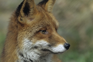 fox close up face 4k 1542242121 300x200 - fox, close up, face 4k - fox, Face, close-up