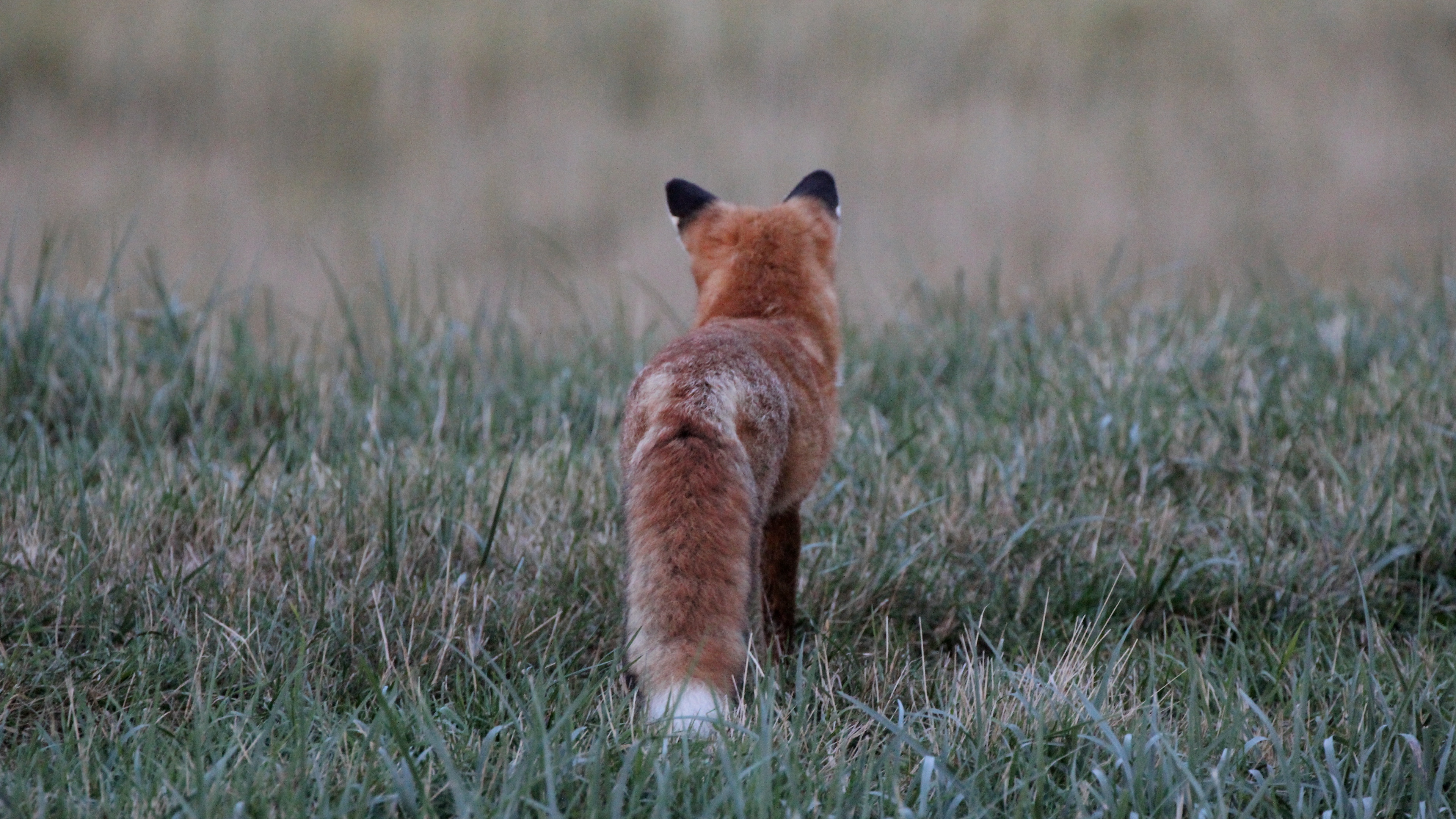 fox grass furry 4k 1542242493 - fox, grass, furry 4k - Grass, furry, fox