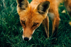 fox muzzle grass 4k 1542242780 300x200 - fox, muzzle, grass 4k - muzzle, Grass, fox