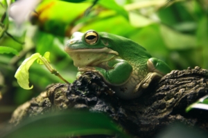 frog leaves shade shelter 4k 1542242579 300x200 - frog, leaves, shade, shelter 4k - Shade, Leaves, Frog