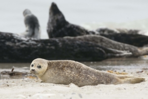 fur seal animal blur sand 4k 1542242398 300x200 - fur seal, animal, blur, sand 4k - fur seal, Blur, Animal
