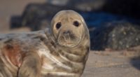 fur seal look cute 4k 1542242991 200x110 - fur seal, look, cute 4k - look, fur seal, Cute