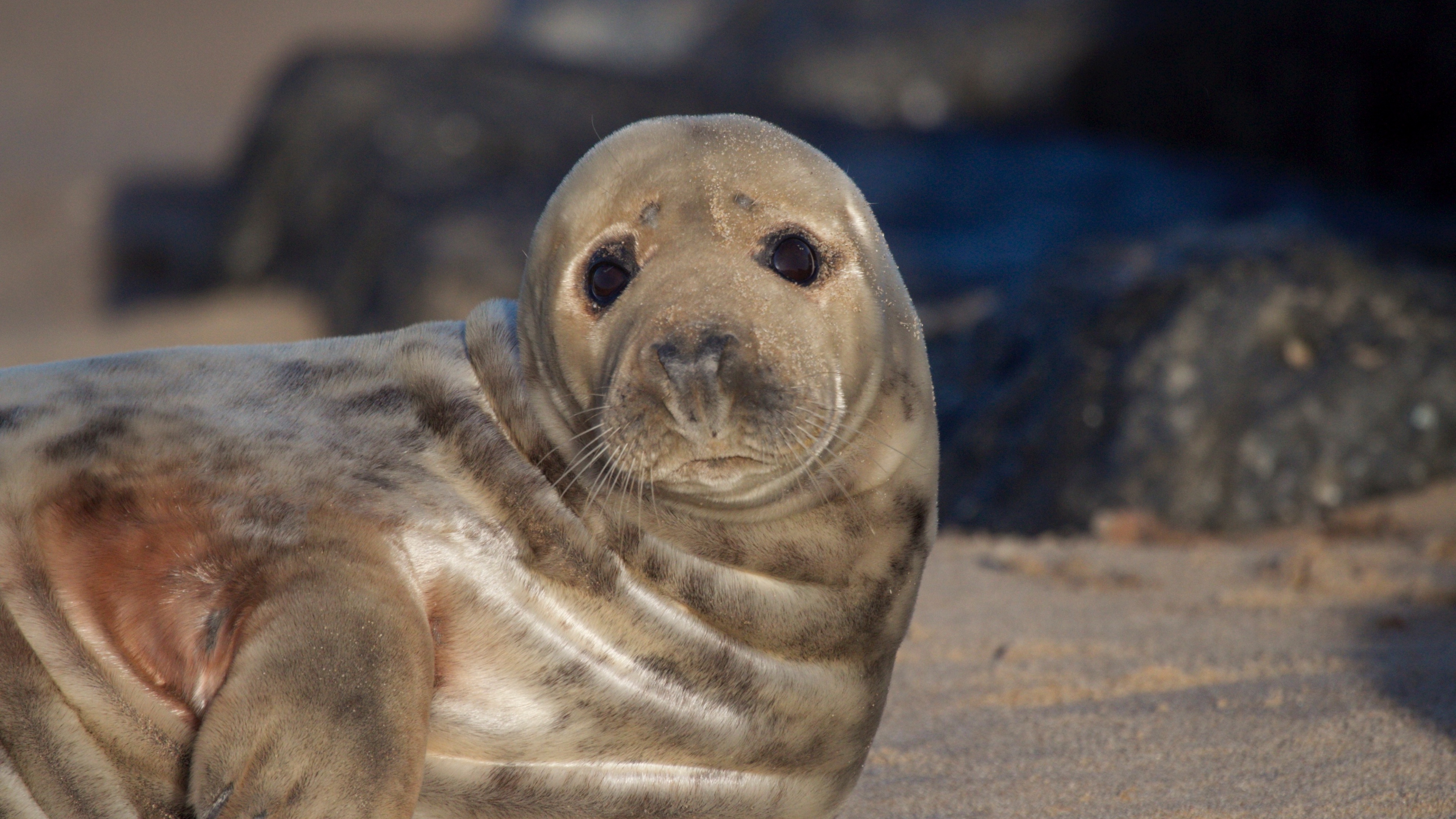 fur seal look cute 4k 1542242991 - fur seal, look, cute 4k - look, fur seal, Cute