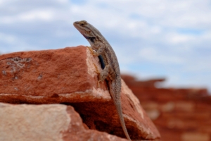 gecko lizard reptile rocks 4k 1542242928 300x200 - gecko, lizard, reptile, rocks 4k - reptile, Lizard, gecko