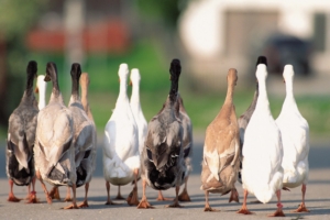 geese flock asphalt 4k 1542242112 300x200 - geese, flock, asphalt 4k - geese, flock, asphalt