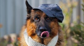 german shepherd 3 4k 1542237719 272x150 - German Shepherd 3 4k - german shepherd wallpapers, dog wallpapers, cute wallpapers, animals wallpapers