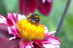 gerogina bee pollination 4k 1541117888 300x200 - gerogina, bee, pollination 4k - Pollination, gerogina, Bee