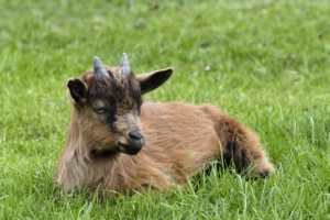goat horns grass 4k 1542242116 300x200 - goat, horns, grass 4k - Horns, Grass, goat
