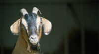 goat horns hooves 4k 1542241600 200x110 - goat, horns, hooves 4k - Horns, hooves, goat