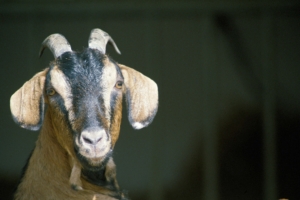 goat horns hooves 4k 1542241600 300x200 - goat, horns, hooves 4k - Horns, hooves, goat
