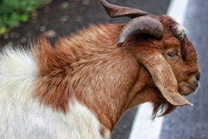 goat wool animal horns 4k 1542241840 300x200 - goat, wool, animal, horns 4k - wool, goat, Animal