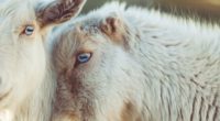 goats muzzle blue eyes 4k 1542242608 200x110 - goats, muzzle, blue eyes 4k - muzzle, goats, blue eyes