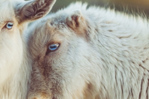 goats muzzle blue eyes 4k 1542242608 300x200 - goats, muzzle, blue eyes 4k - muzzle, goats, blue eyes
