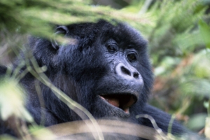 gorilla monkey face eyes 4k 1542242574 300x200 - gorilla, monkey, face, eyes 4k - Monkey, Gorilla, Face